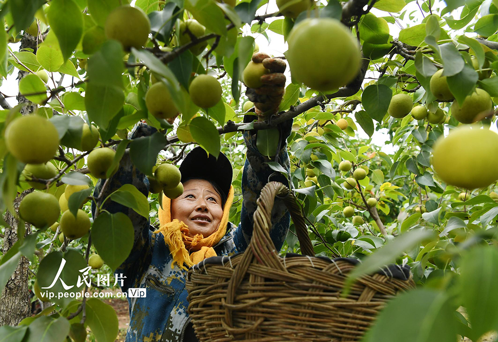 辽宁朝阳：梨园丰收采摘忙